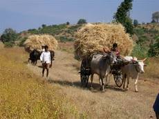 Farmers in Central India