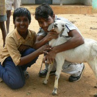 Livestock